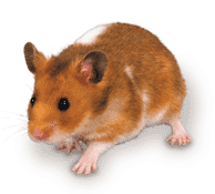 hamster2.gif
